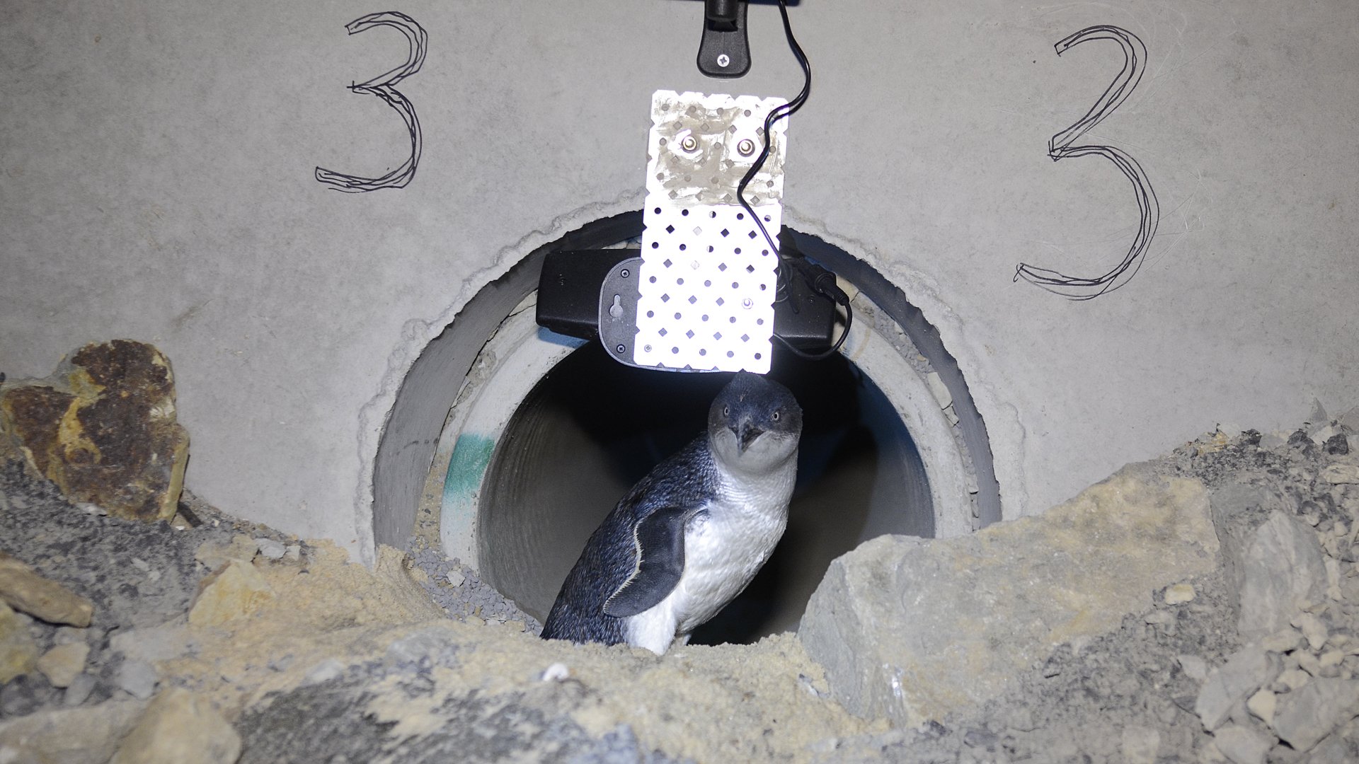 01. Little Penguin 48289