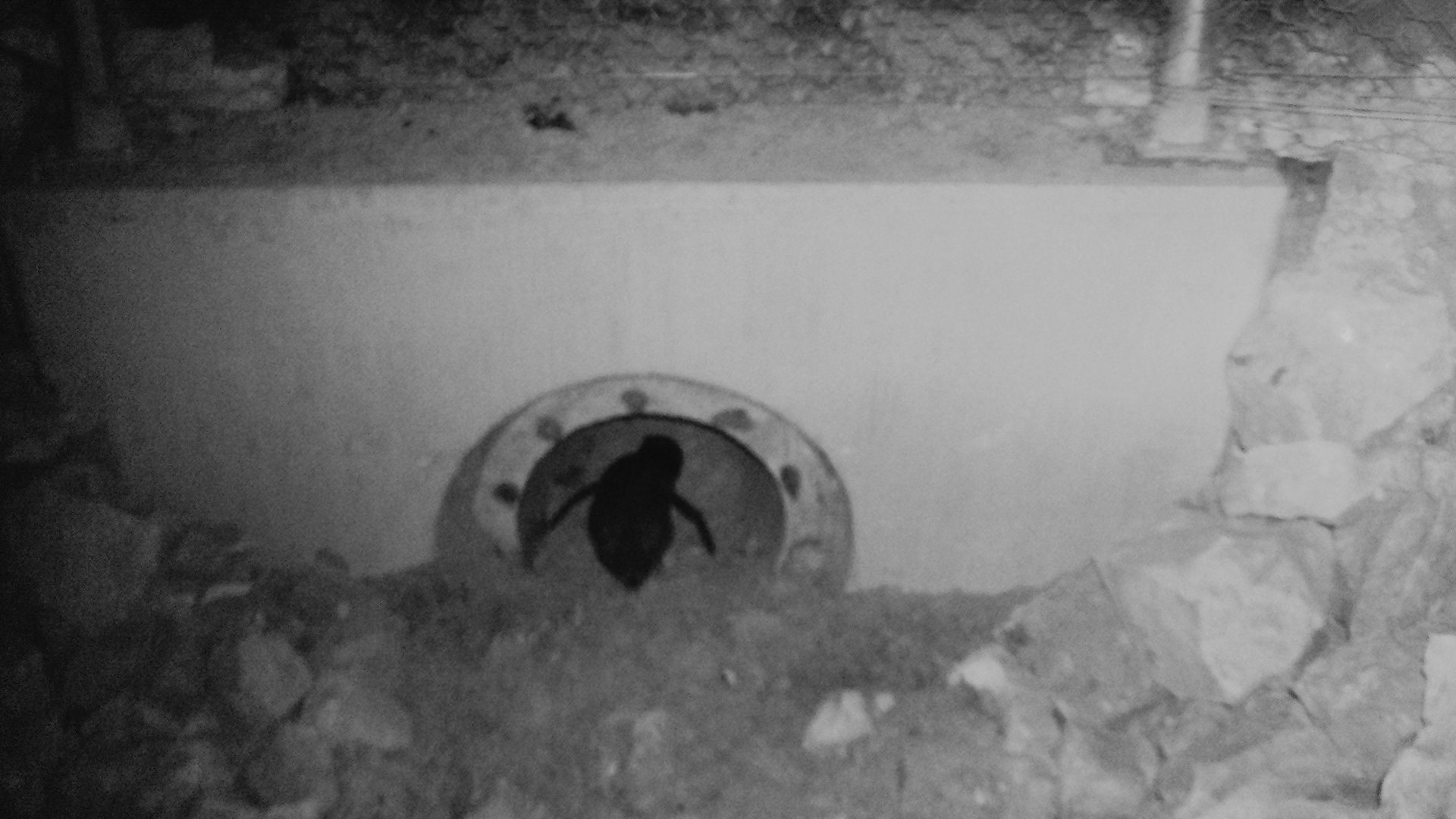 02. Fig 2 ex DSC02092