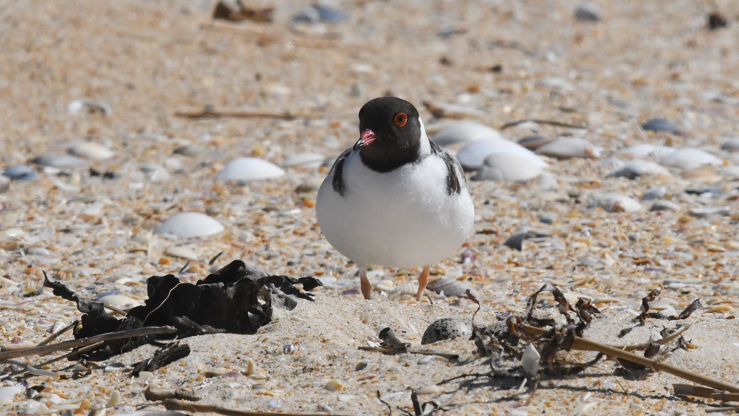 04. Hooded Plover 02699
