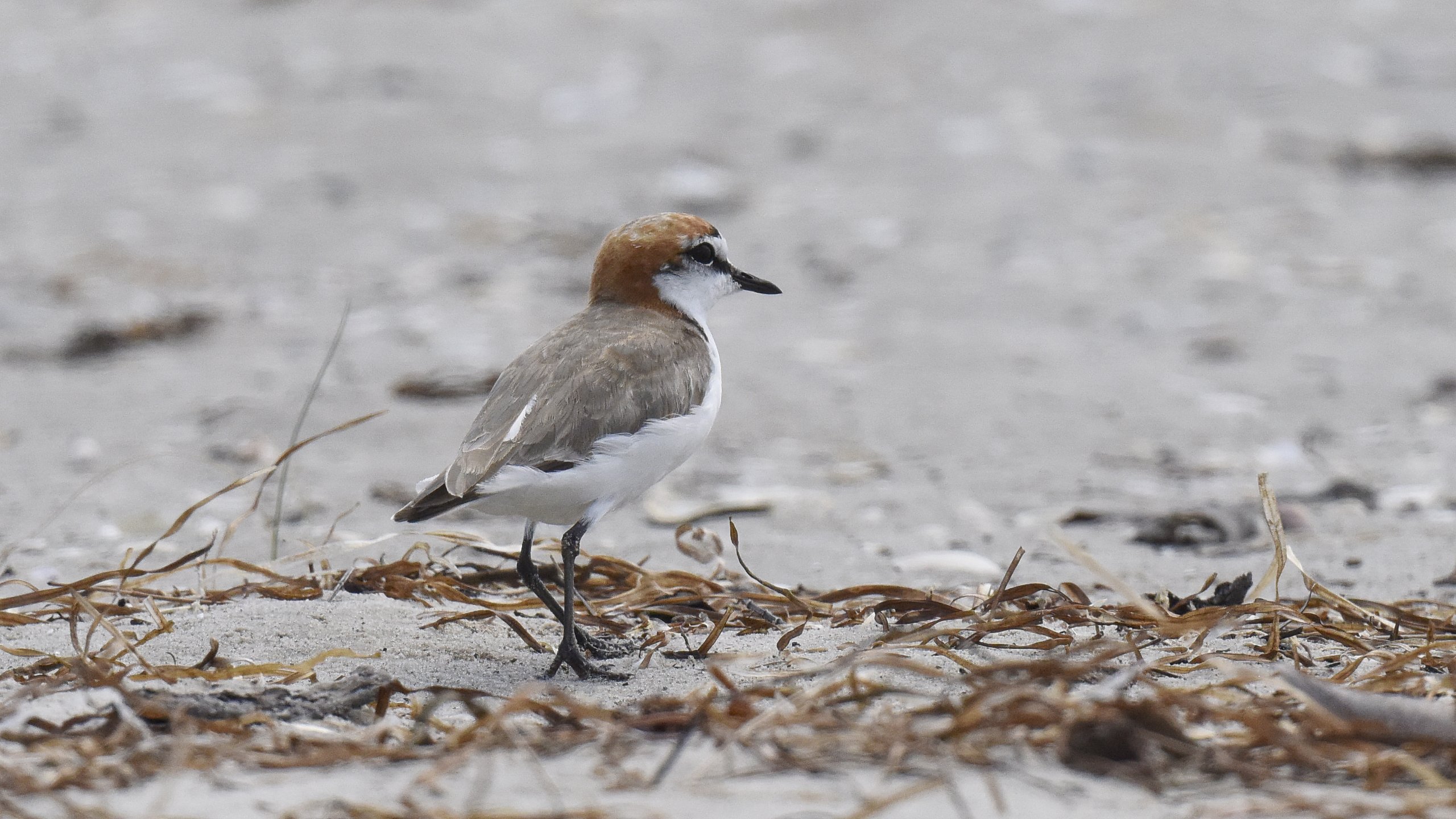 05. Red-capped Plover 51339