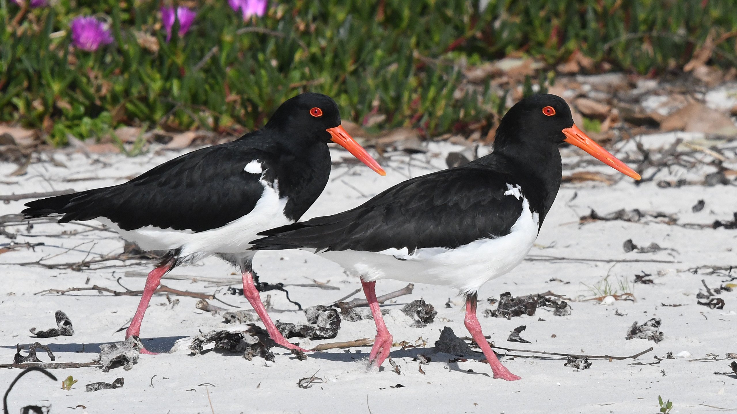 06. Pied Oystercatcher 02883