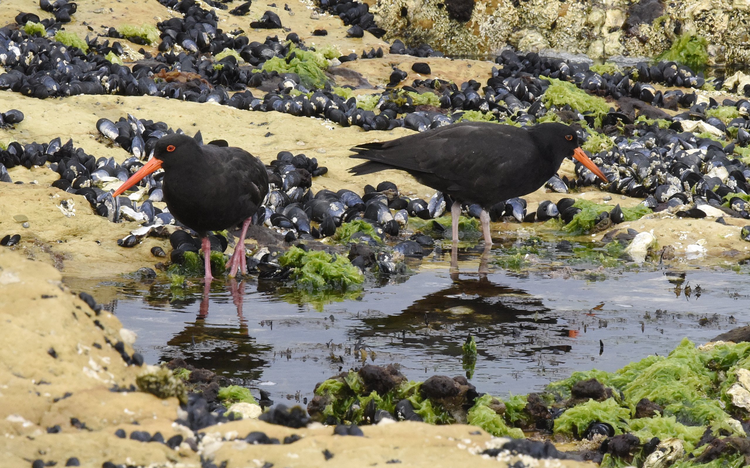 07. Sooty Oystercatcher 41387