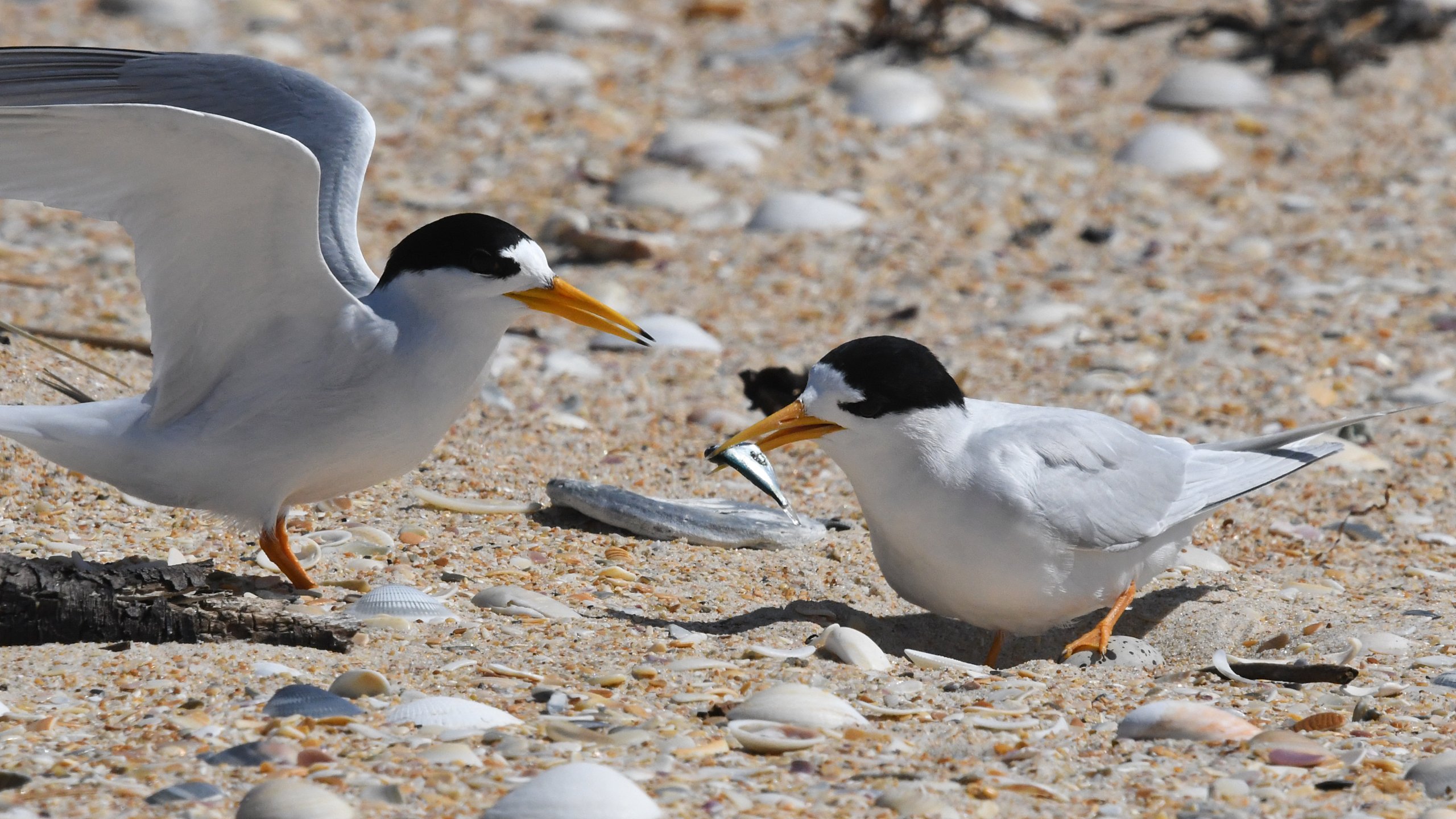 08. Fairy Tern 02666