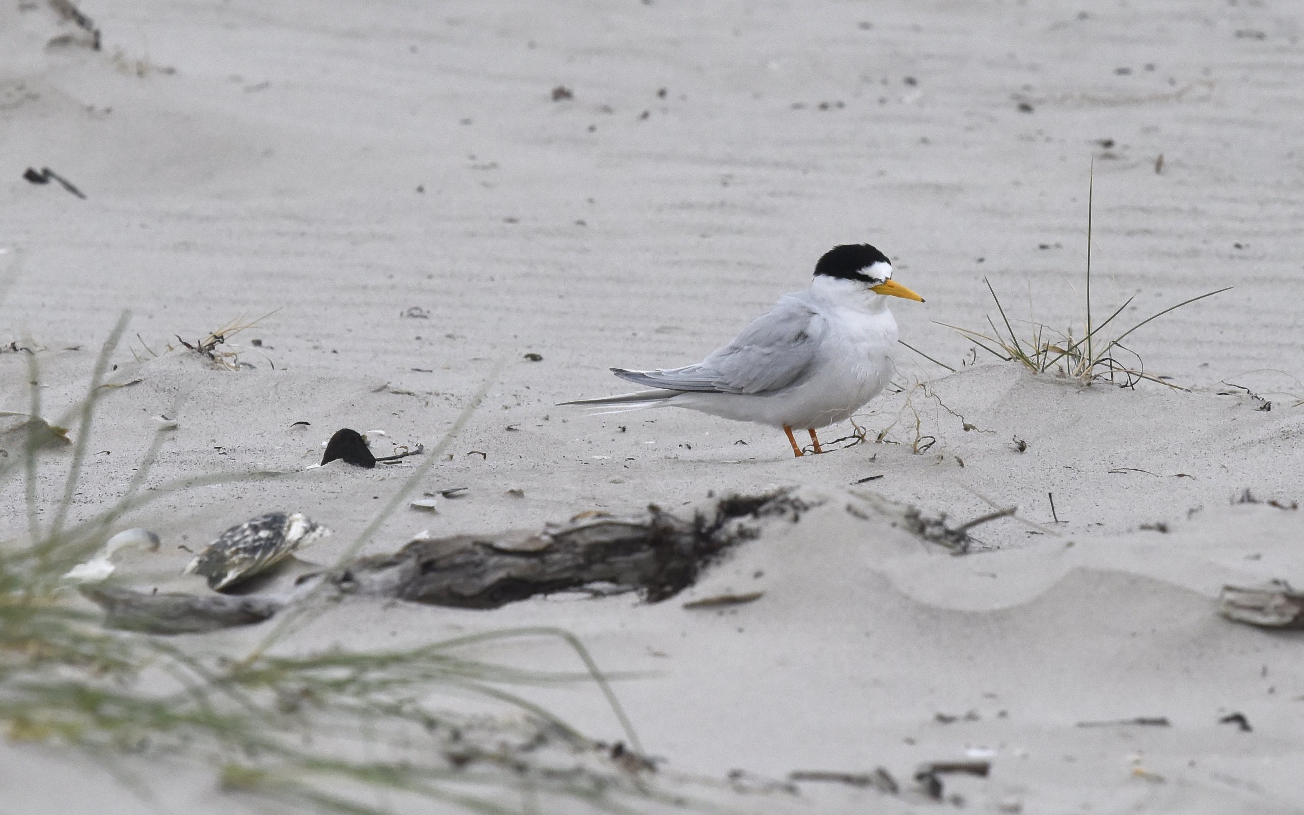 09. Little Tern 28261