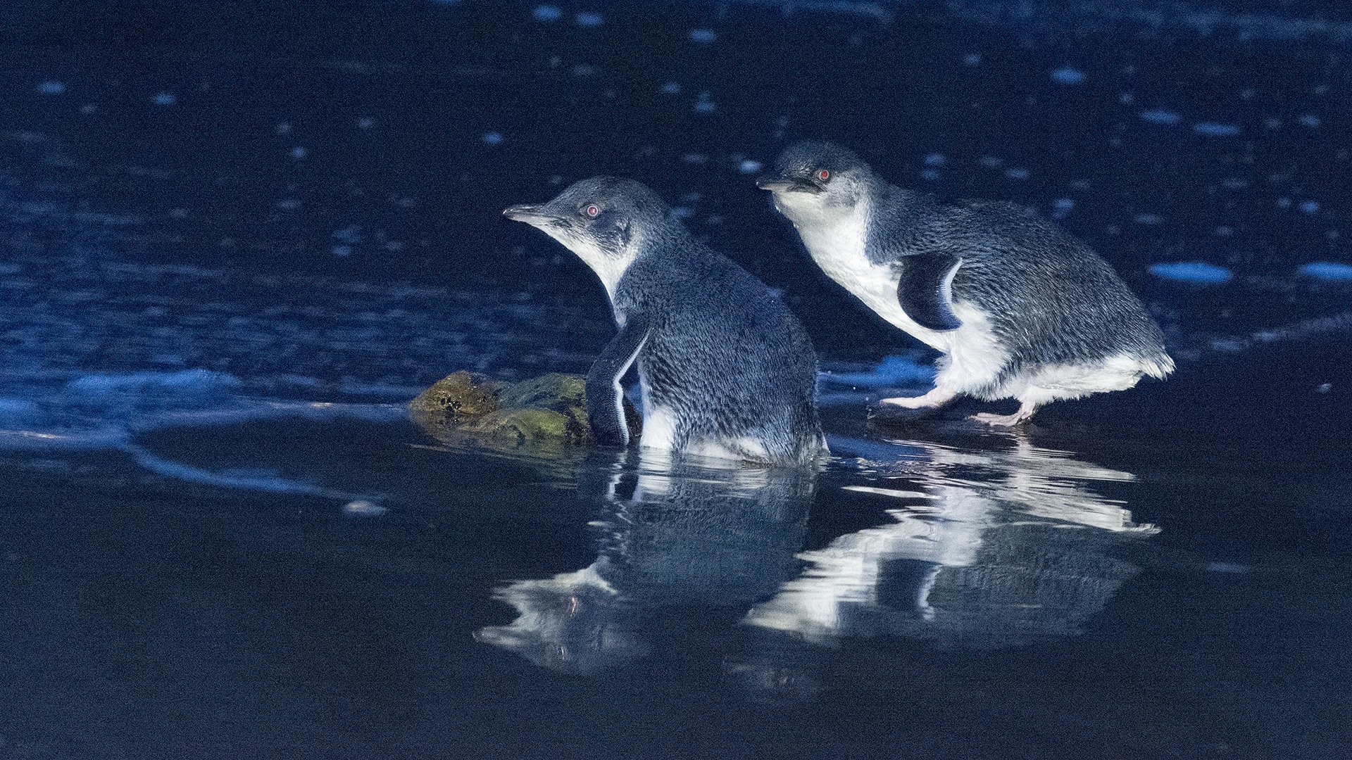 10. Little Penguin 07289