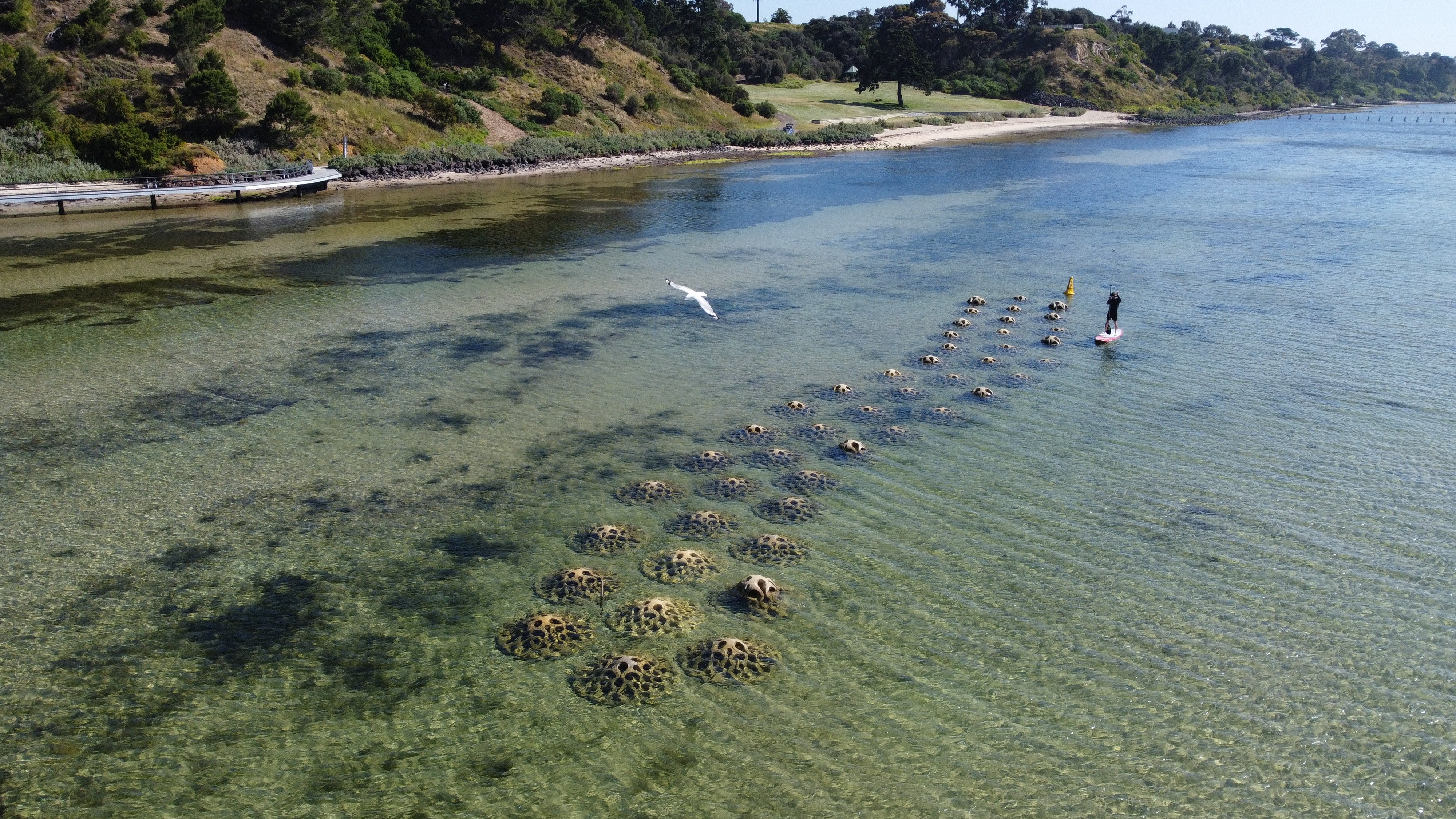 10 Drone w paddleboard and seagull