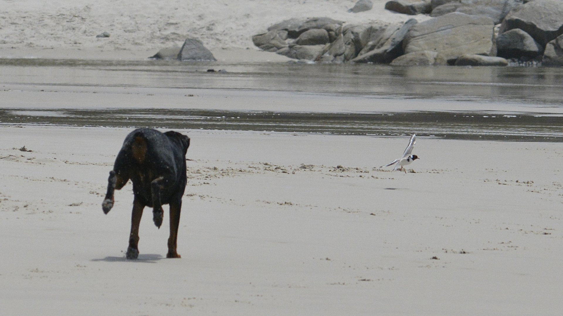 11. Dog Hooded Plover 22527