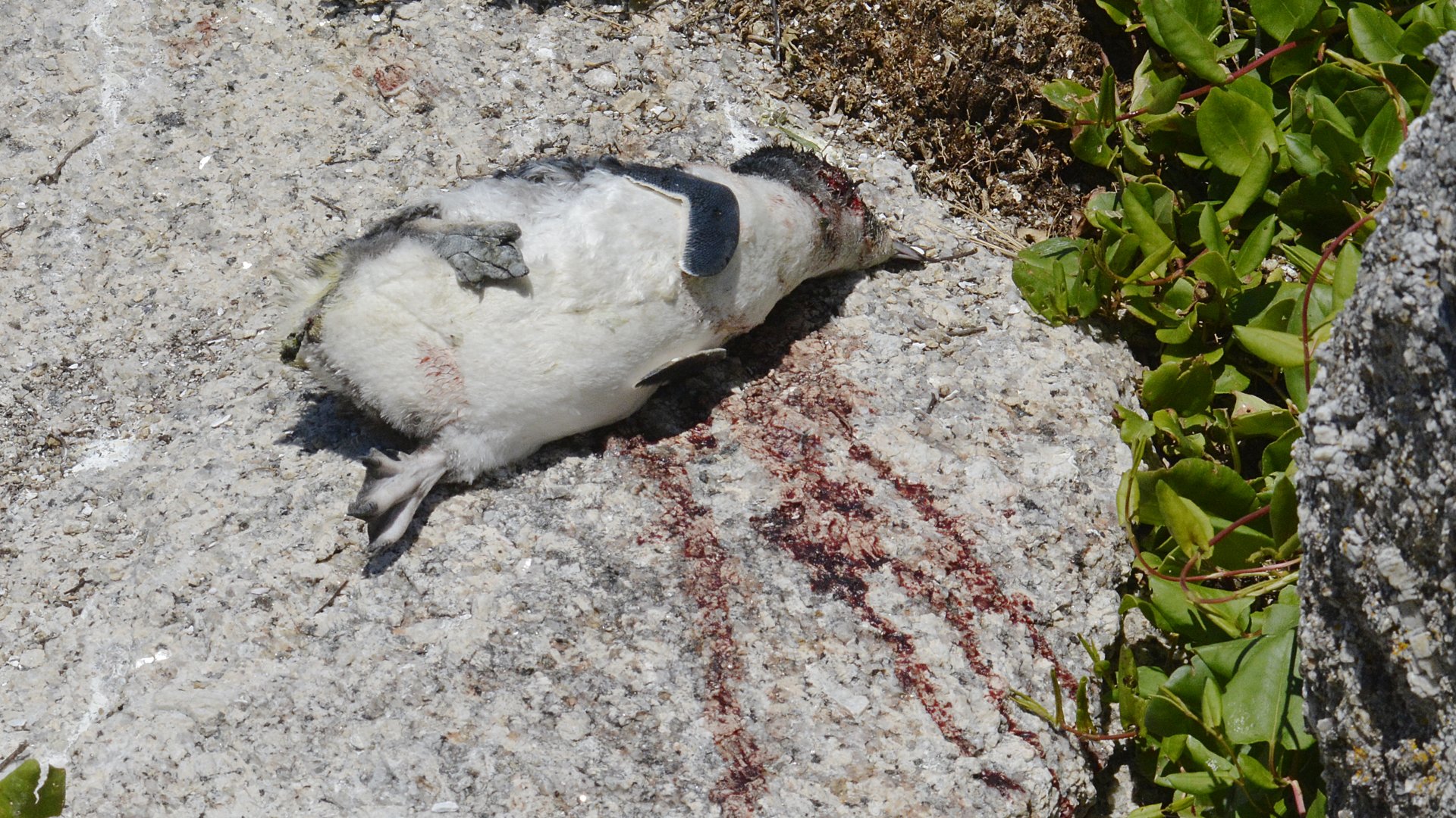 12. Little Penguin dog kill 23011