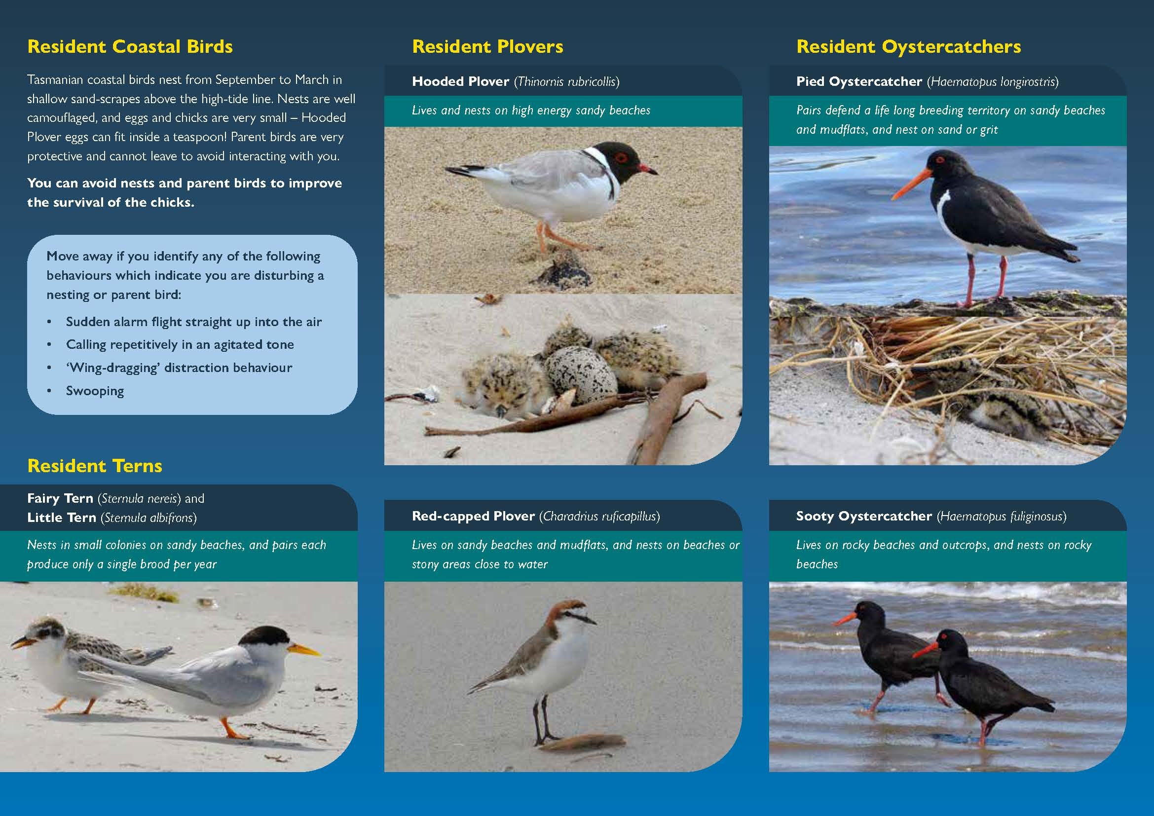 Kelp Harvesters Guide to Tasmanian Coastal Birds_Page_2