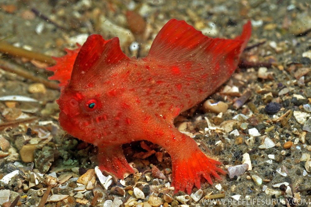 red handfish