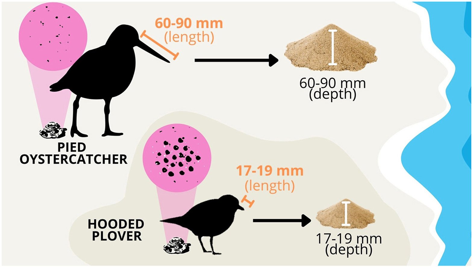 Bird feeding strategies and microplastics