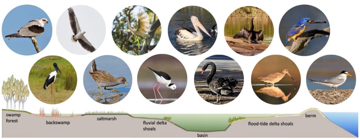Birds of ICOLLs