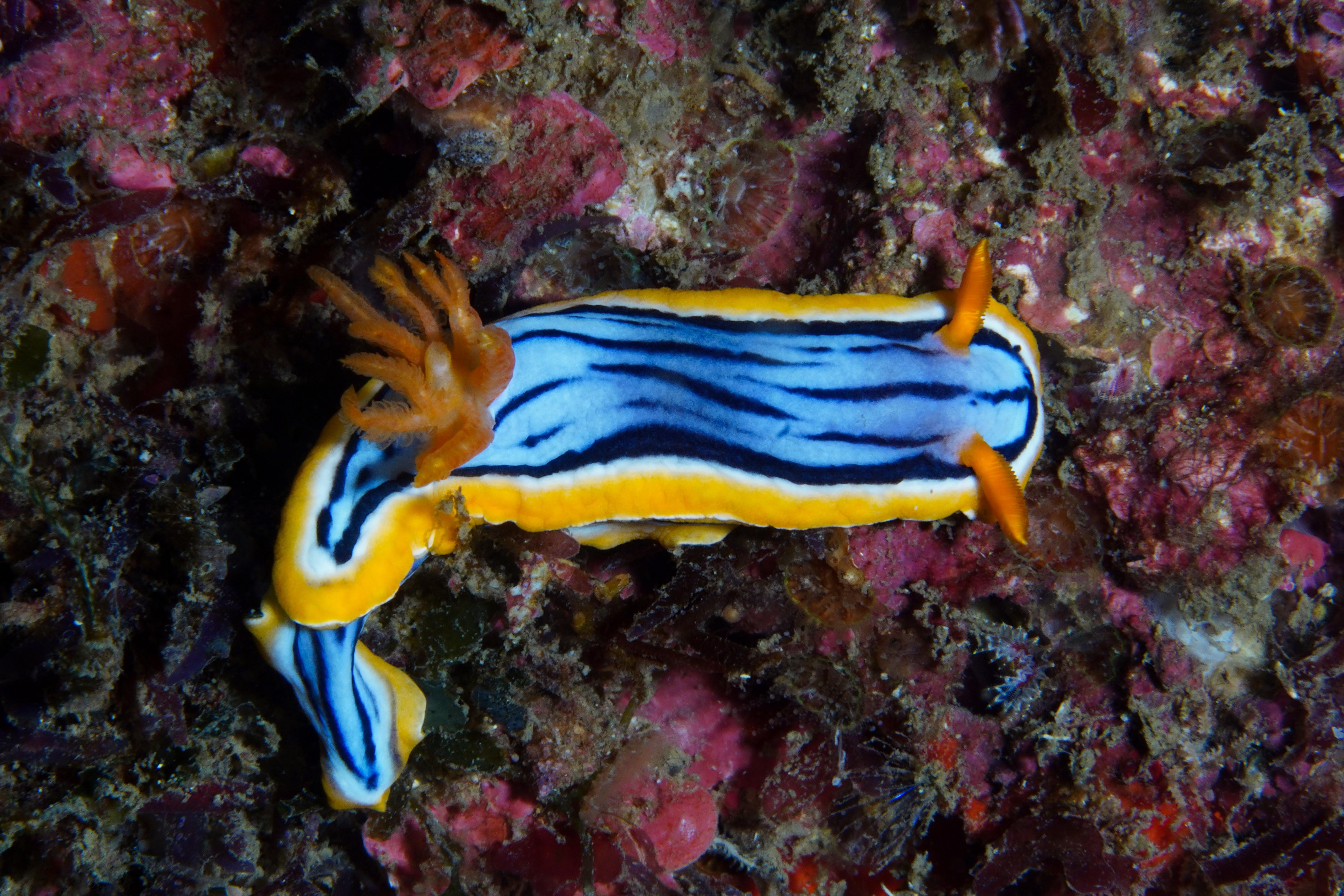 nudibranch
