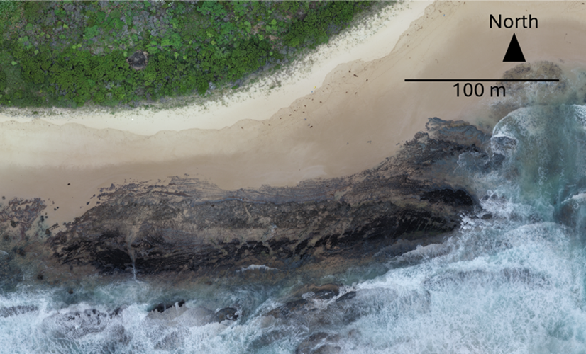 dinosaur footprints