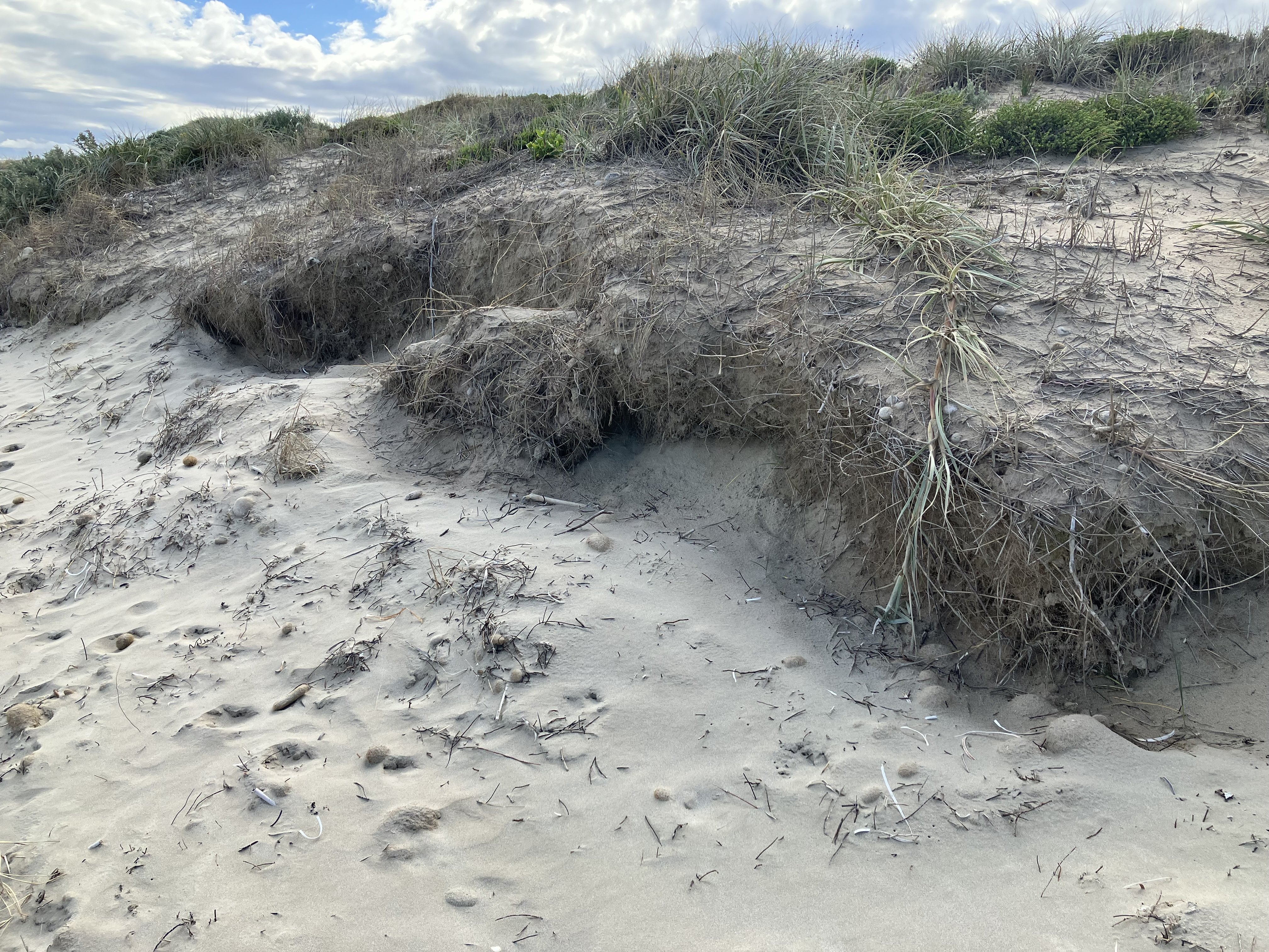 Dune profile reshaping post weed control_C Taylor