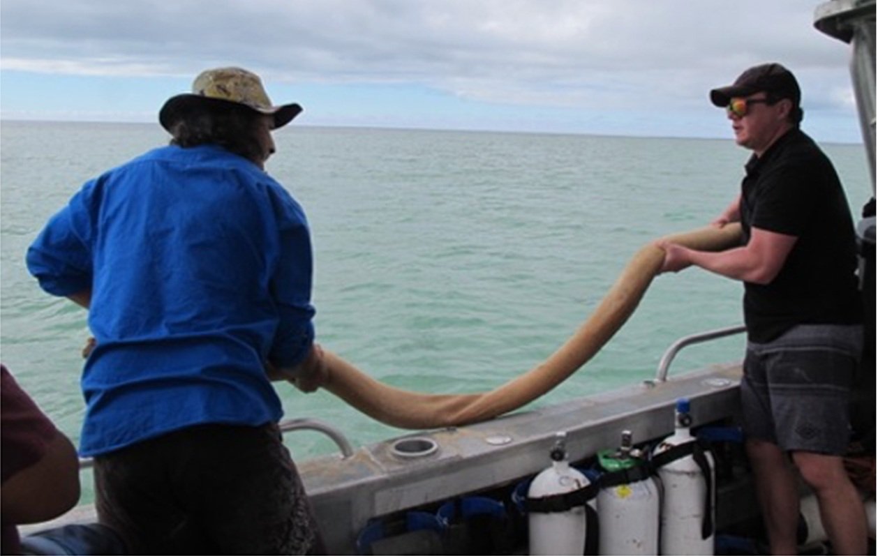 deploying snaggers