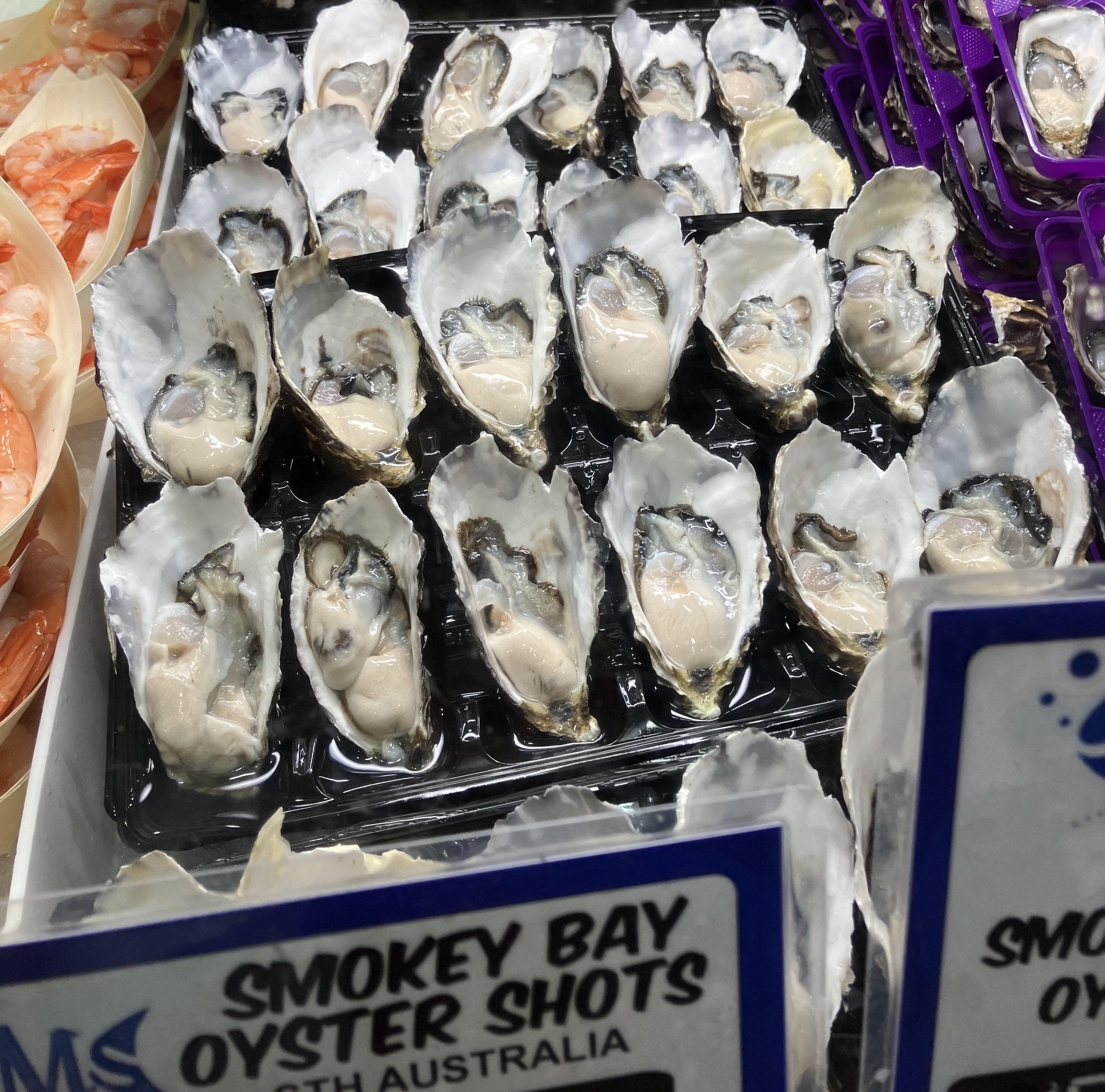 oysters