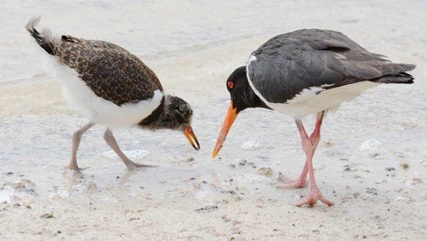 Oyster catcher