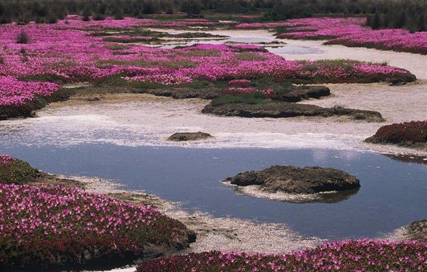 Roundleafed pigface