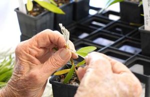 Propagating plants