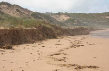 Seawheat grass dominated dune _eroding scarp_T Flaherty