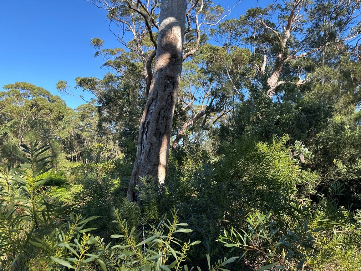 Shoalhaven Tabourie_3