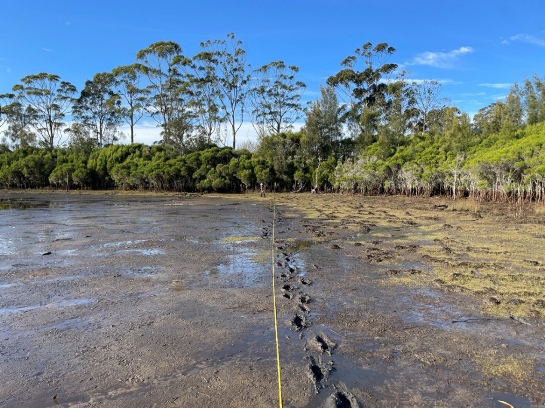 Shoalhaven_Willinga_1