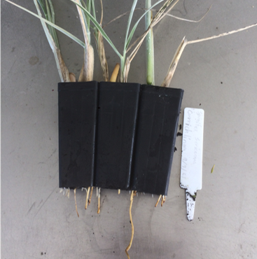 Spinifex Seedling growth 4 weeks after propagation_C Jackson