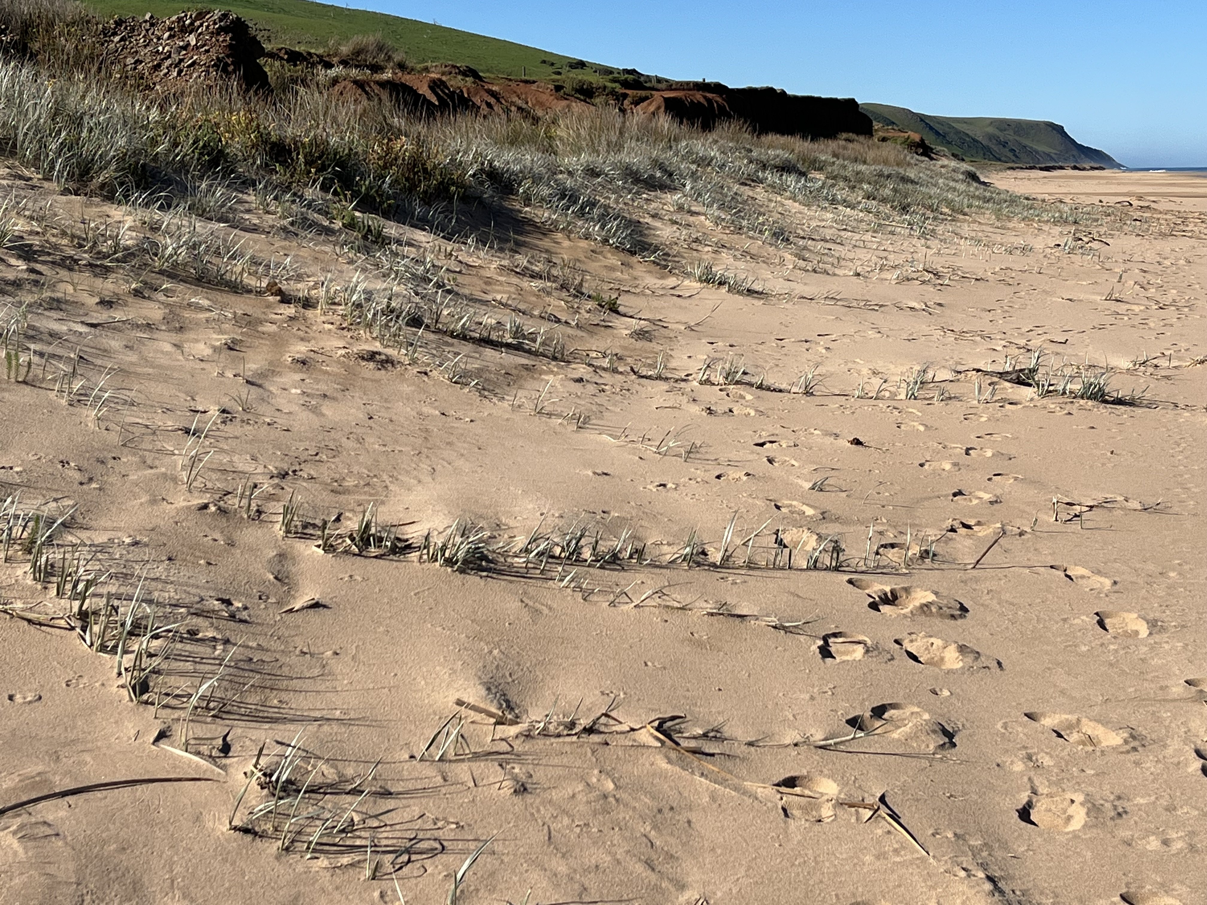 Spinifex plant runners growing across surface of dune_C Taylor