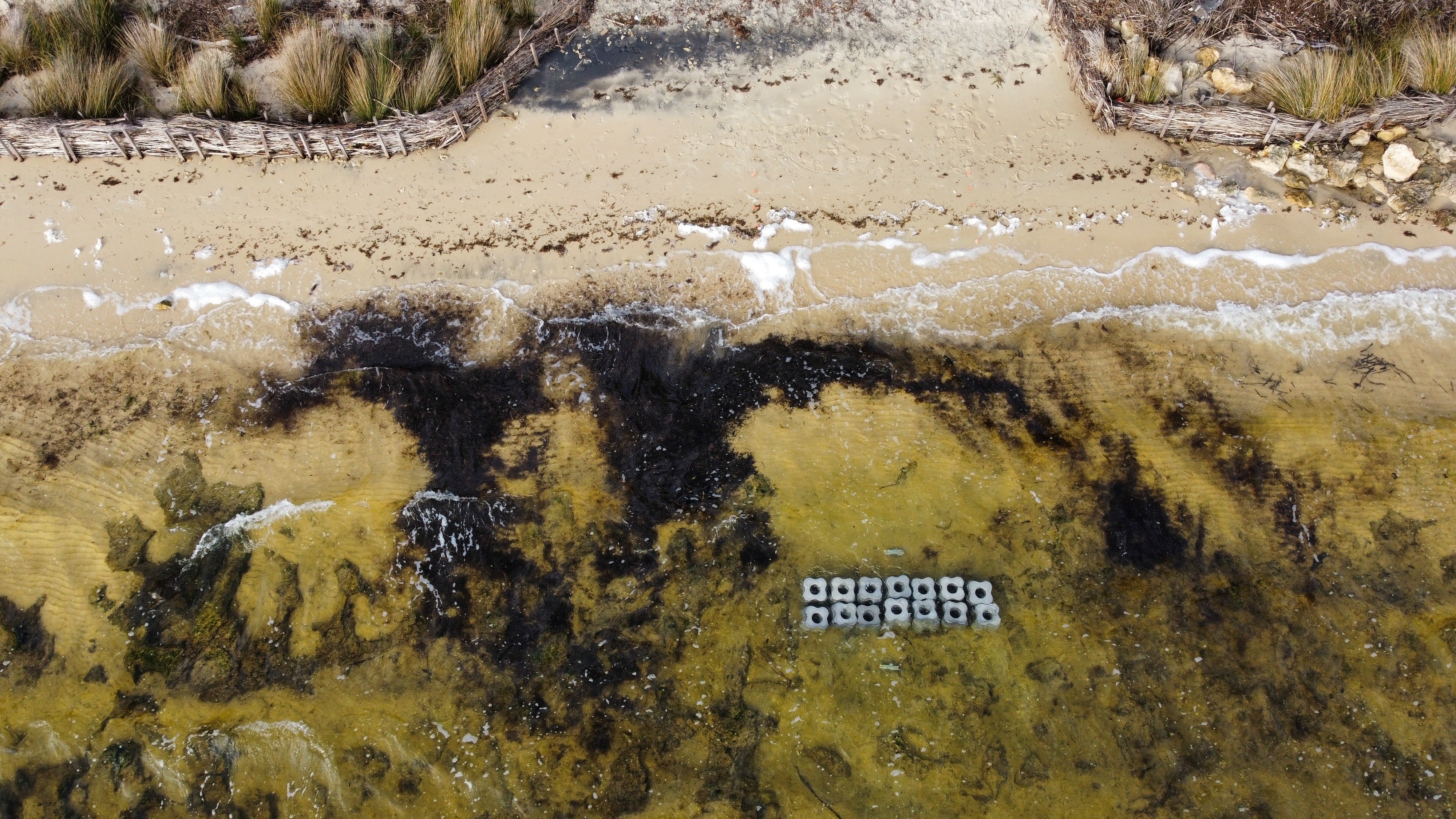Swan_Fig2b - Low tide
