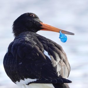 Bird and plastic1