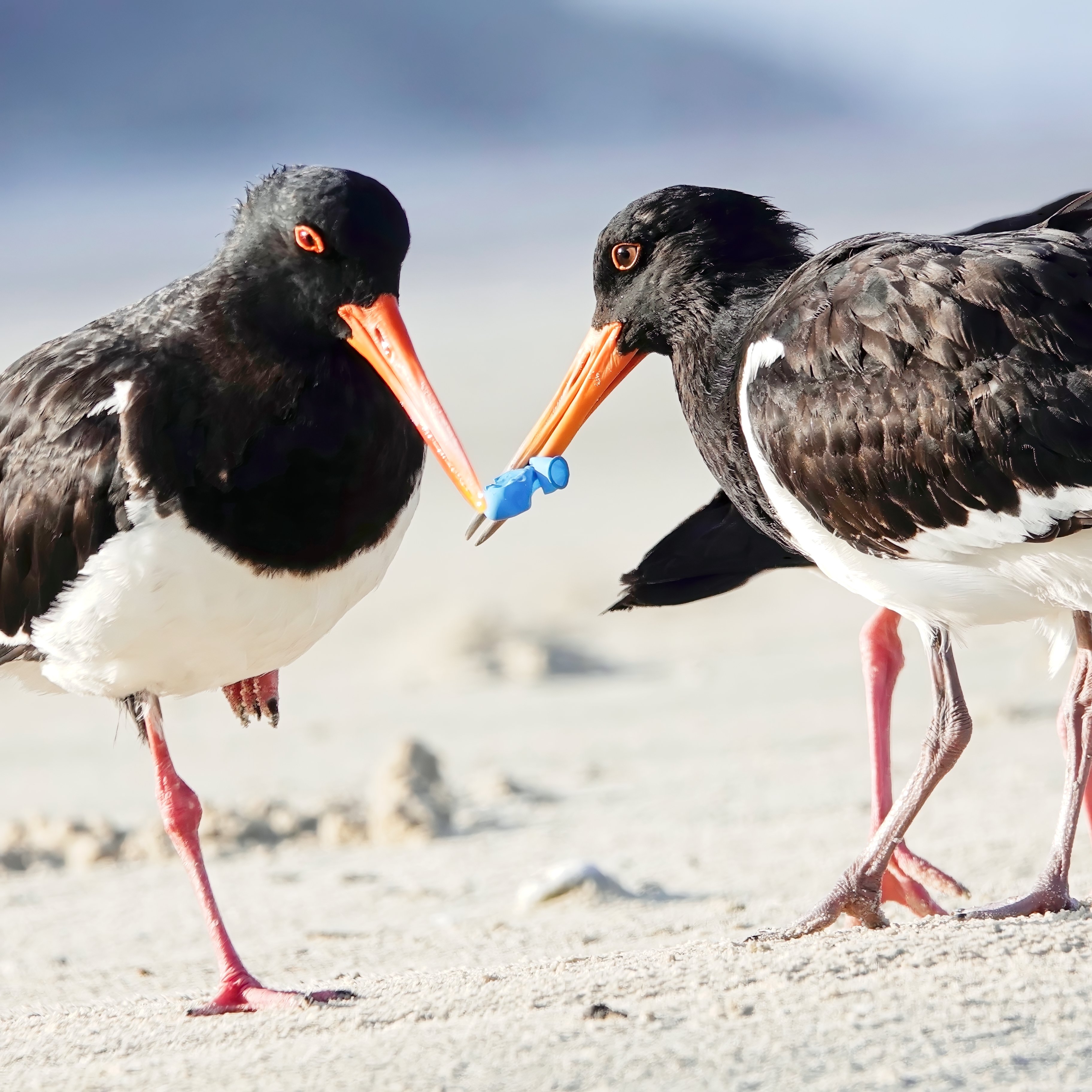 Bird and plastic 3