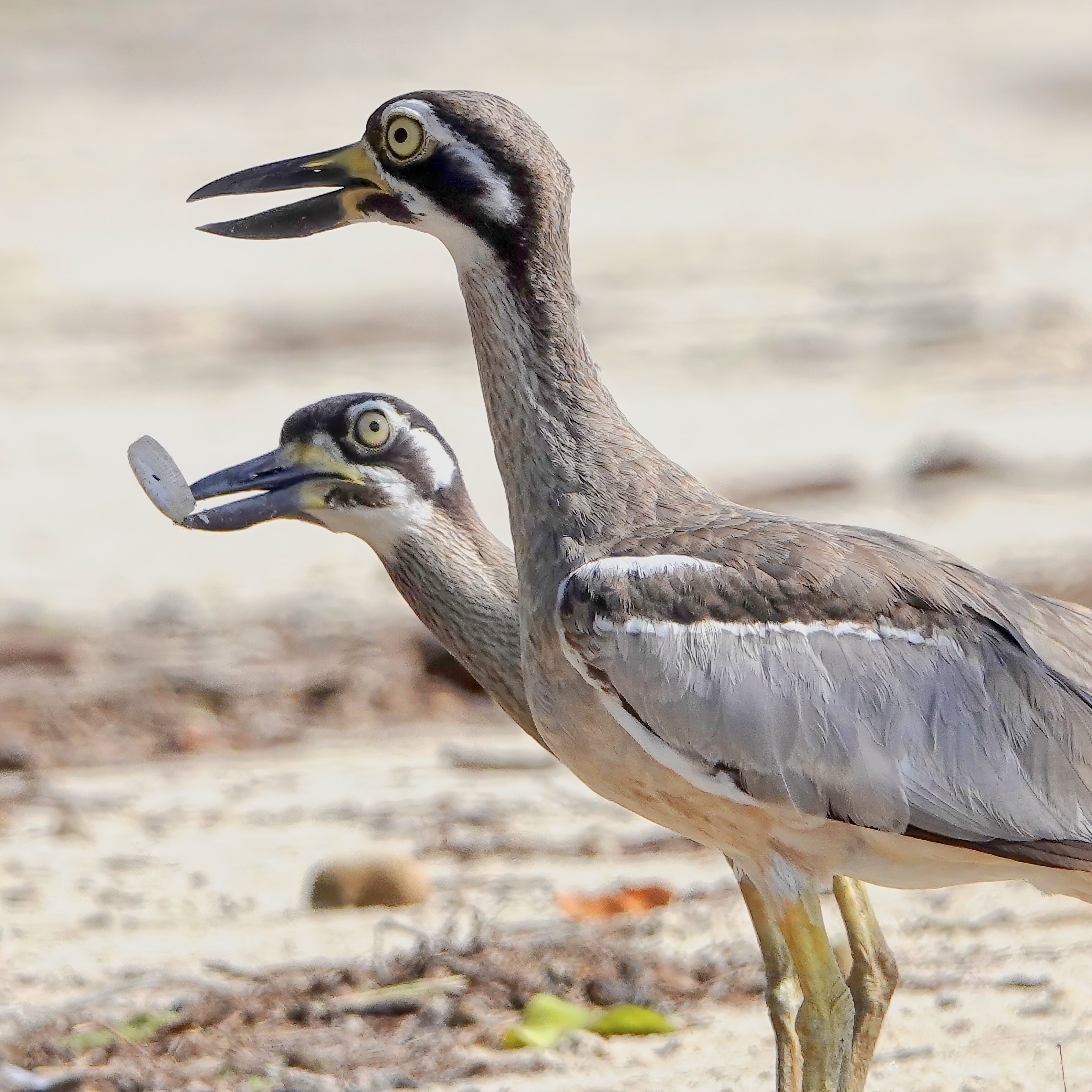 Curlews and plastic