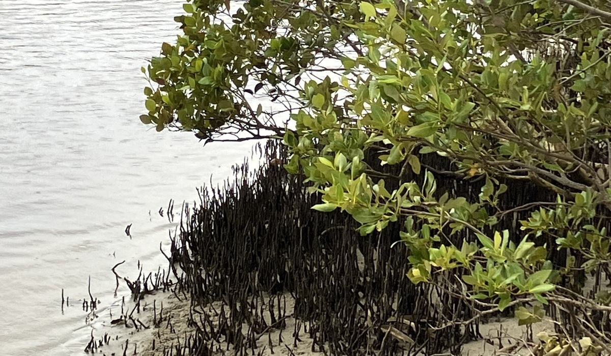 blue carbon mangrove