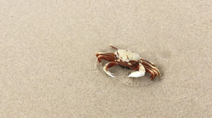 crab on NSW beach
