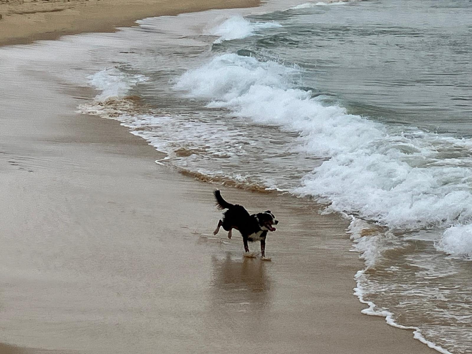 dog on beach