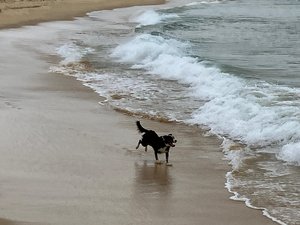 dog on beach