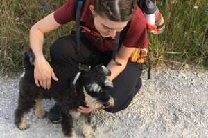 dogs on beaches