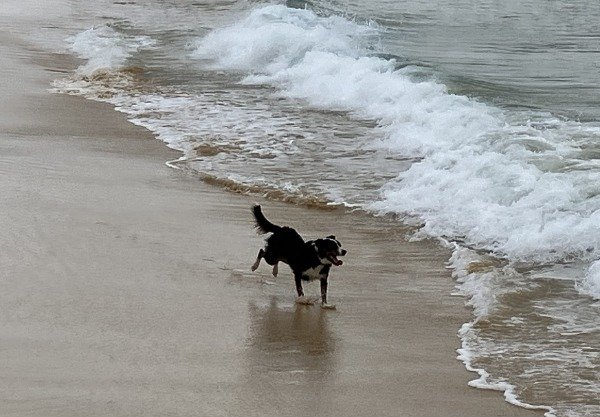 dog off leash