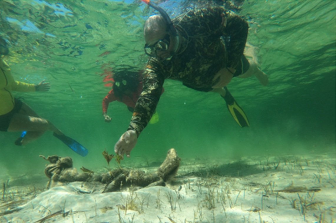 snorkellers