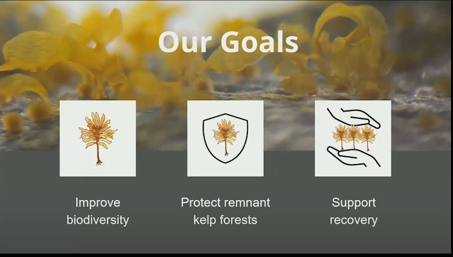 golde kelp