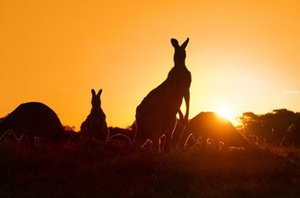 kangaroos.original