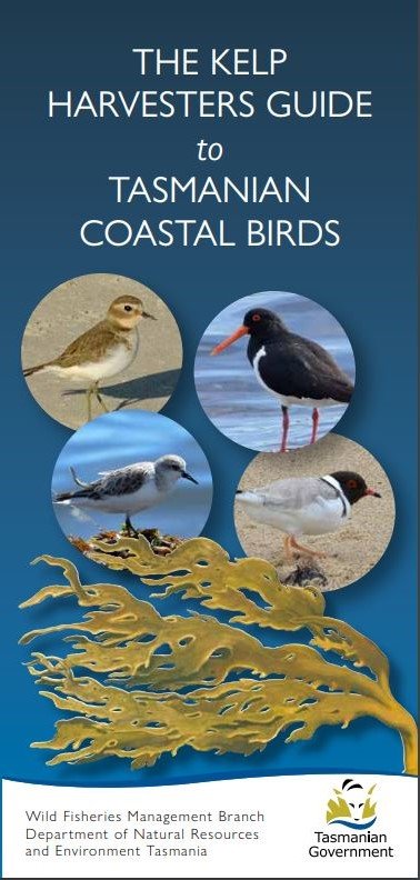 kelp guide front