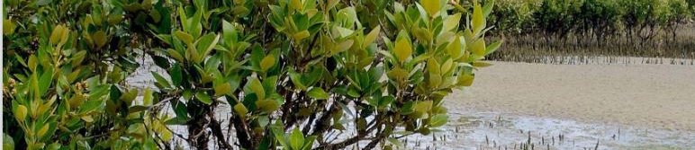 Banner image for {{ page.title }}