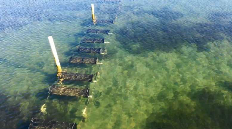 oyster lease