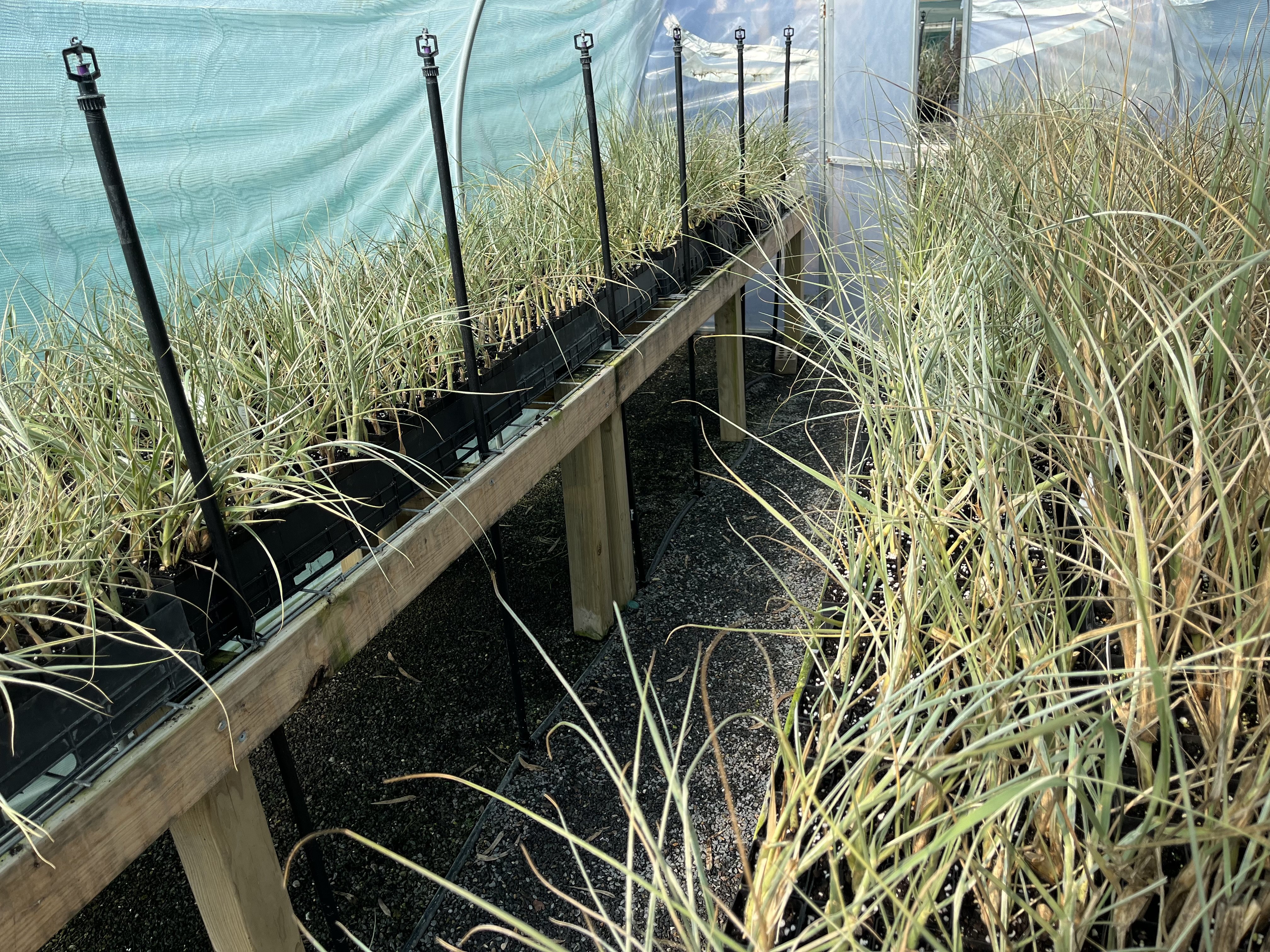 polyhouse spinifex cuttings_C Taylor