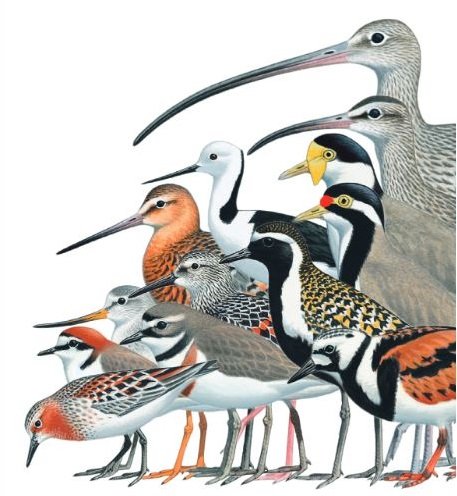 shorebird